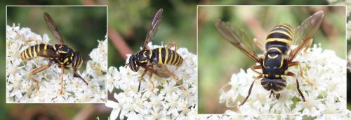 Spilomyia manicata
